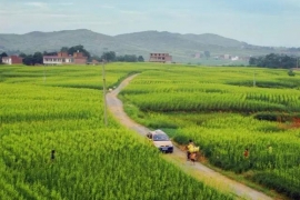 黄花菜的功效与作用