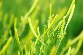 四月秀葽，五月鸣蜩-记忆中的黄花菜